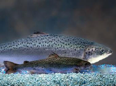 7 GMO hrane koja vam donosi mozak