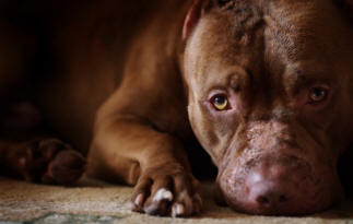 9 stvari o psima o kojima možda ne znate činjenice, pse, zanimljivo