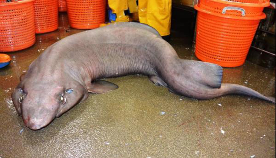 Čudovišta morski pas je uhvaćen kod obale Škotske.