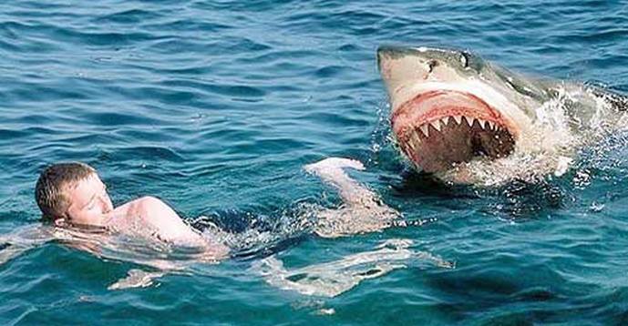 Ajkule su počele češće napadati ljude: za to je opet krivo globalno zagrijavanje