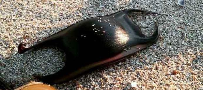 Ajkule takođe polažu jaja, samo vrlo čudna.