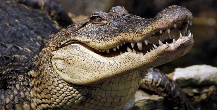 Aligator je ošamutio odbeglog Amerikanca