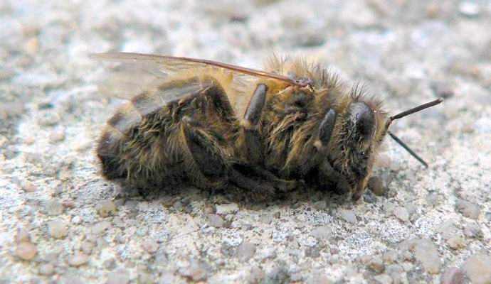 Amerikanci slučajno ubili milione pčela