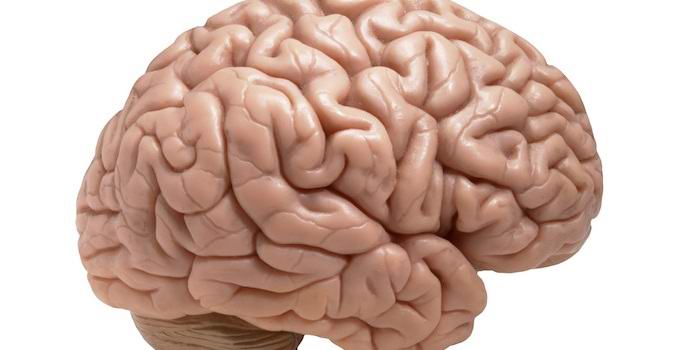 Amerikanci su u laboratoriji uzgajali ljudski mozak.