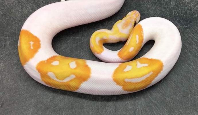 Amerikanac je donio zmiju sa emotikonima na koži