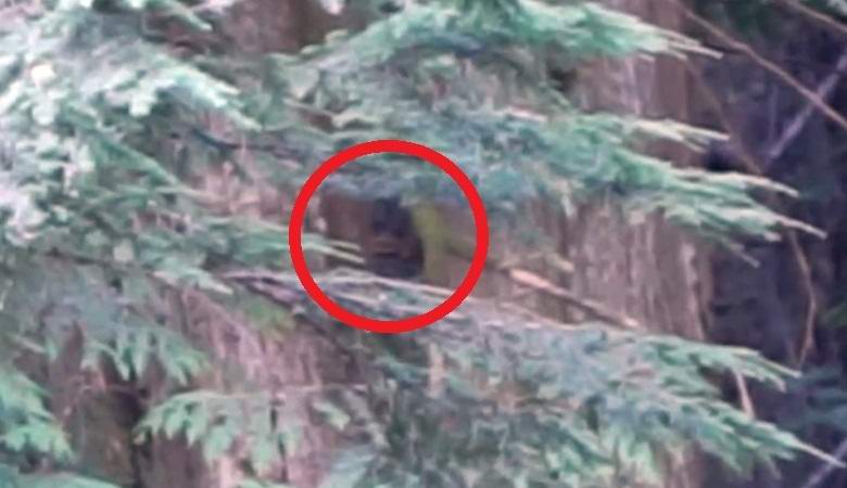 Amerikanac je snimio video snjegove glave u zubima igala