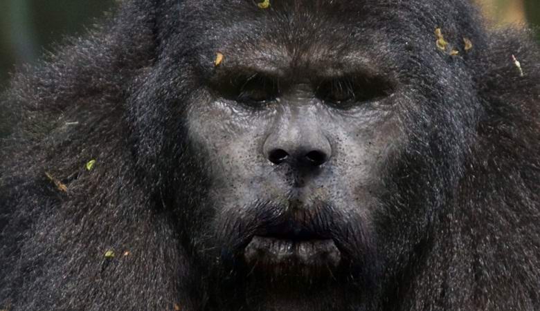 Amerikanac fotografirao krupnog stopala u zimskoj šumi