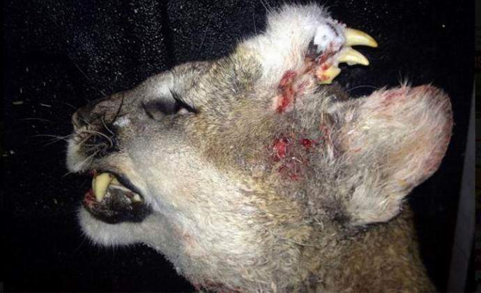 Amerikanac je upucao kuma sa vilicom na vrhu glave