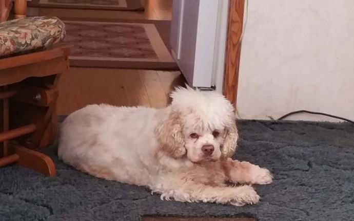 Amerikanka je na snimku uhvatila duha svog psa