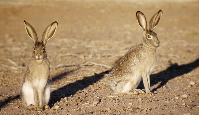 Američki teroristički zečevi: nije nas briga! ..