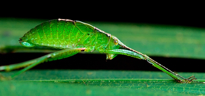 Americi prijete mutirani komarci