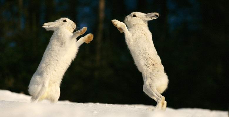 Anomalni zečevi fotografirani u Republici Komi