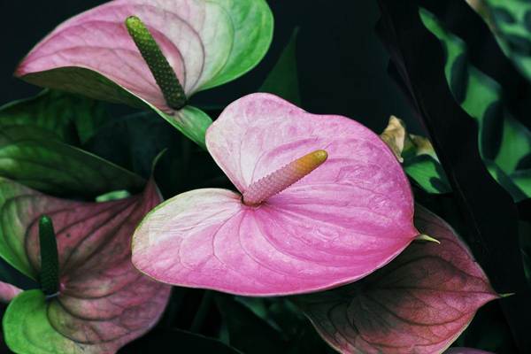 anthurium omens 