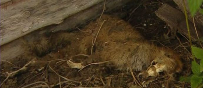 Baškir Chupacabra pretvorio se u lisicu