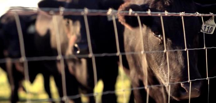 Jedemo više mesa - brže uništavamo sebe i svoju planetu