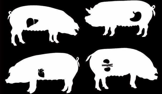 Britanci će početi uzgajati svinje ljudskim organima