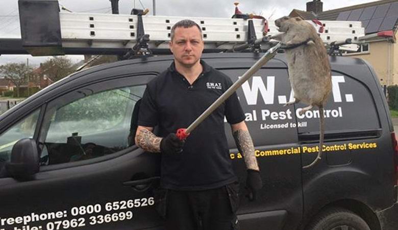 Britanci namjeravaju stvoriti mutirane pacove