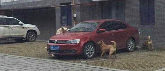 Pas lutalica zvao je prijatelje i osvetio se počinitelju