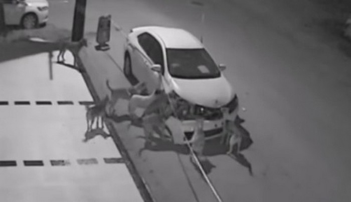 Psi lutalice napadaju ne samo ljude