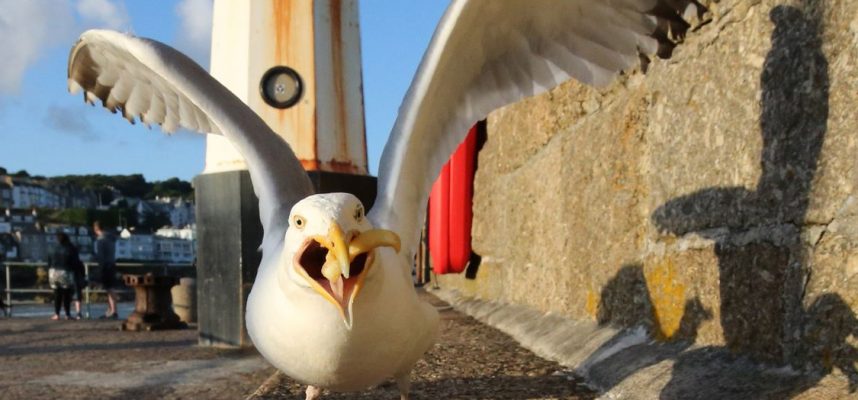 Galebovi su naučili odrediti vrijeme 
