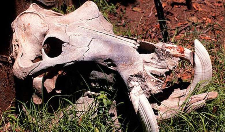 Zmajeva lobanja otkrivena u Africi