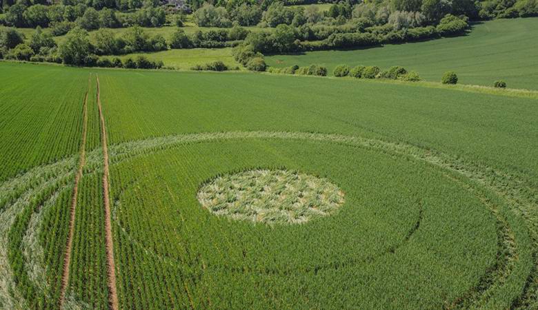 U posljednje vrijeme u svijetu su se pojavile četiri slike usjeva.
