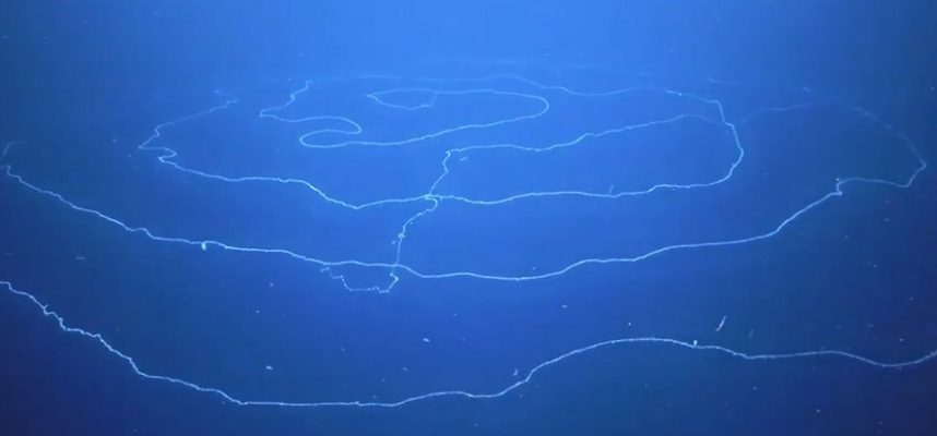 Šta je ovo dugo hipnotičko što pluta okeanom? 