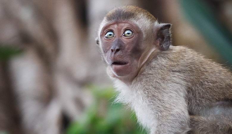 Šta je toliko uplašilo stado majmuna?