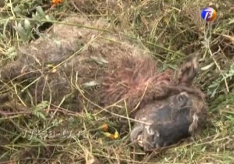 Chupacabra se pojačala: Južni Ural, oblast Nižnji Novgorod, Ukrajina