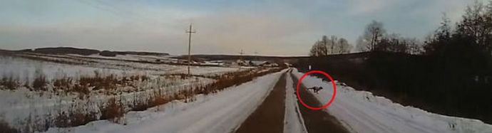 Chupacabra ili šta?