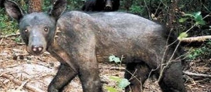 Chupacabra se podsjeća opet