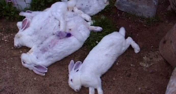 Chupacabra uništava stoku u blizini Lipecke