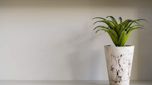 aloe cvjeta kod kuće znakovi 