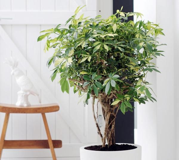 poglavica u kući znakova i praznovjerja šefovi u kućnim natpisima