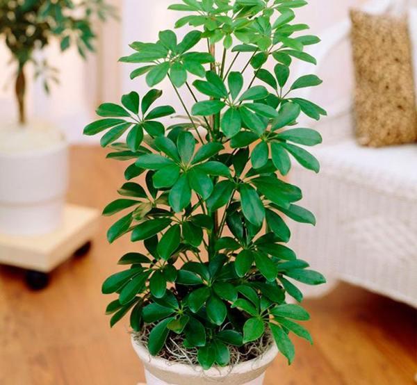 cheflerov cvijet u kući znakova i praznovjerja poglavice u kući znakova i praznovjerja