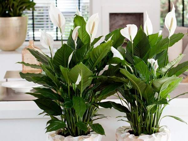spathiphyllum predznaci i praznovjerja 