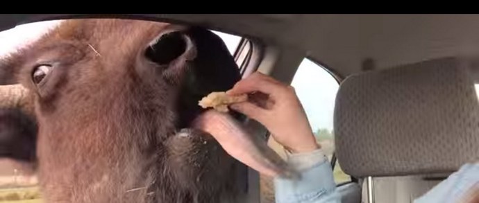 Čak i među divljim bivolima, dolaze ljubazne i simpatične životinje