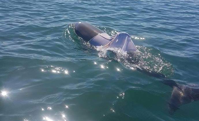 Delfini i majica, da budem iskrena, nisu par ...