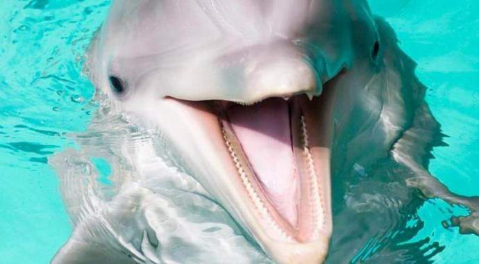 Delphin je vlasniku vratio pametni telefon koji je pao u okean