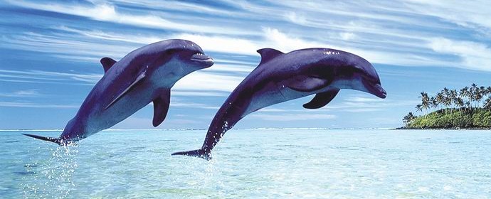 Delfini formiraju male
