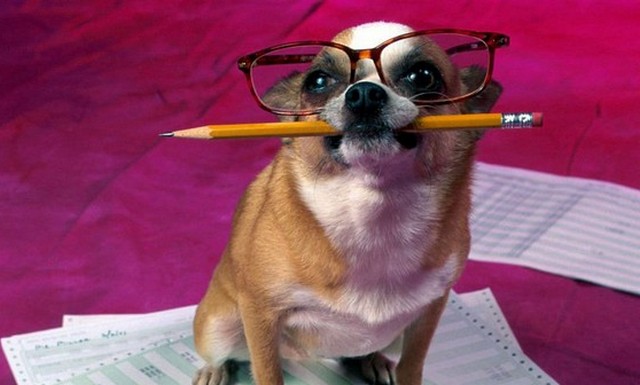 Deset najpametnijih životinja, poslije čovjeka