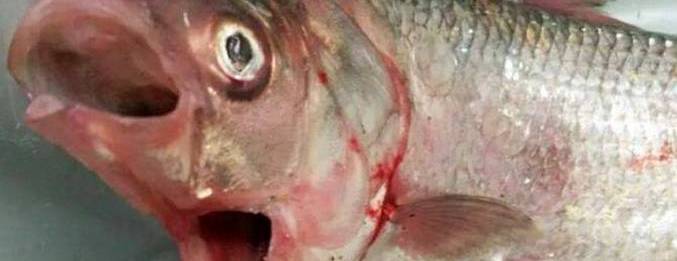 Strane ribe sa dva usta