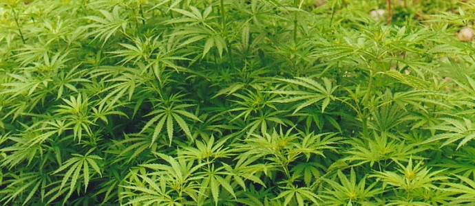 Direktor preduzeća u Krasnojarsku uzgajao je konoplju u radionici nameštaja