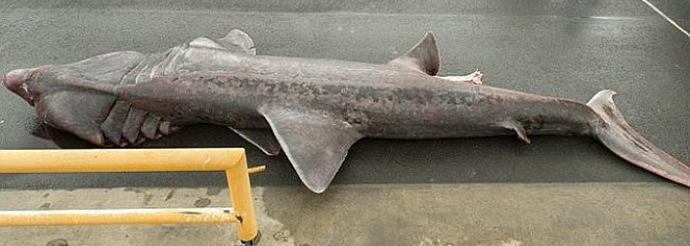 Prapovijesni morski pas - rijedak uspjeh ribara i naučnika