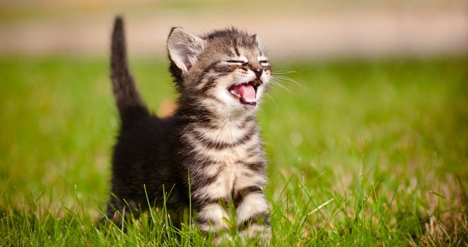 Kućni ljubimci u Francuskoj dobili visok status