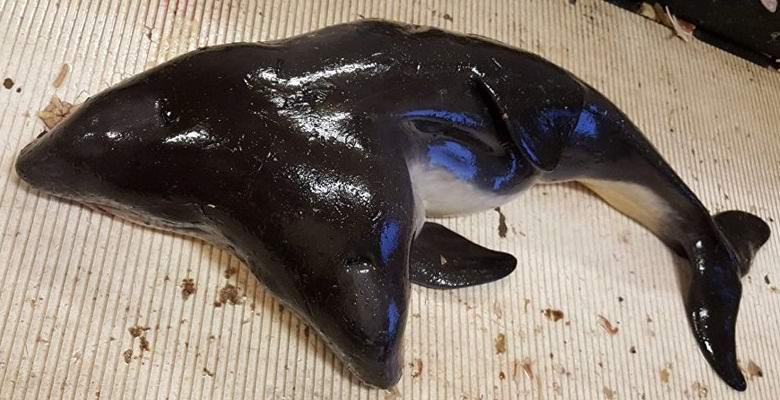 Dvoglavi delfin kojeg je uhvatila Holandija