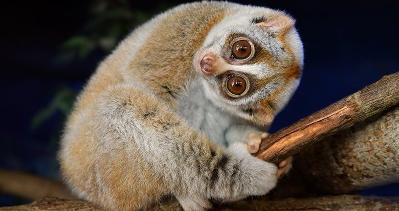 Jedini otrovni primat na svijetu može objasniti zašto su neki ljudi alergični na mačke 