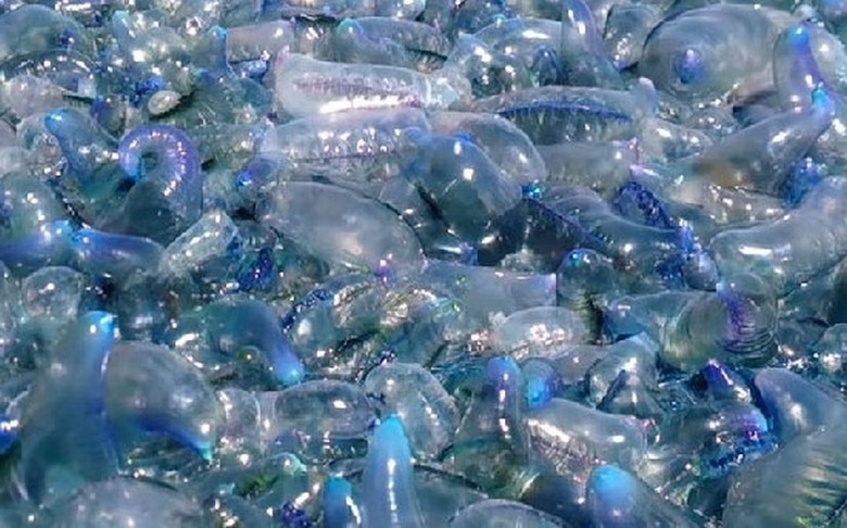 Zemljin ekosustav propada