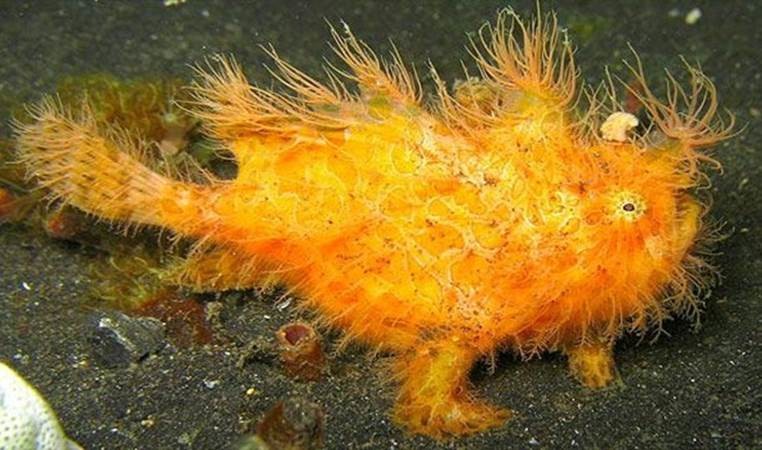 Još jedno prirodno čudo: Superbrze žabe i mravi