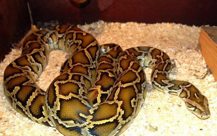 Ako piton gubi na težini - pričekajte probleme